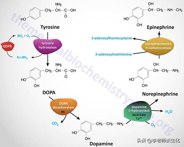 氨基酸衍生物类,鱼类氨基酸代谢过程