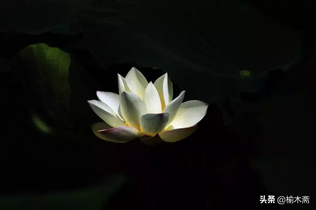 夏夜诗词佳句:松间小槛接波平,月澹烟沉暑气清