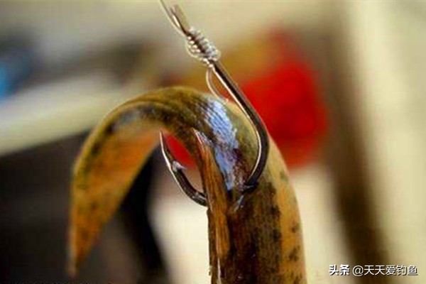 鳜鱼的钓法江西,民间钓鳜鱼的几种方法