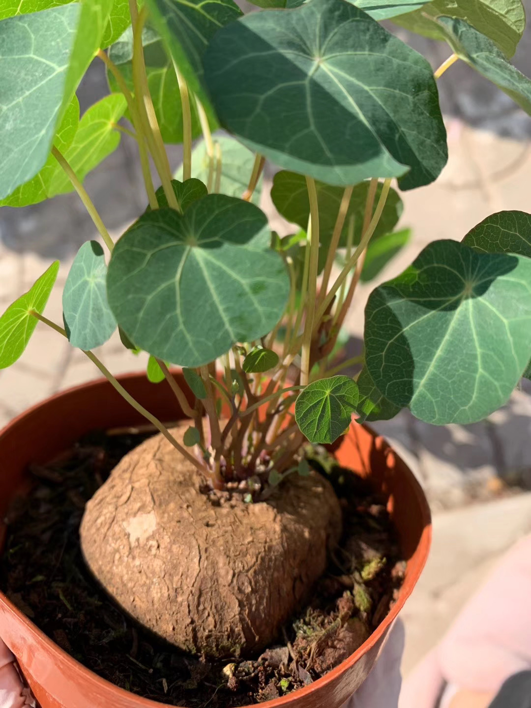 绿萝都养不活还能养什么花,好养活的懒人花绿萝