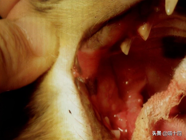 别让宠物医院榨干铲屎官的钱包——小毛病,不求人「外创篇-下」