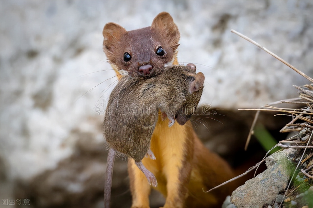 黄鼠狼偷鸡传说,黄鼠狼为什么只咬鸡屁股
