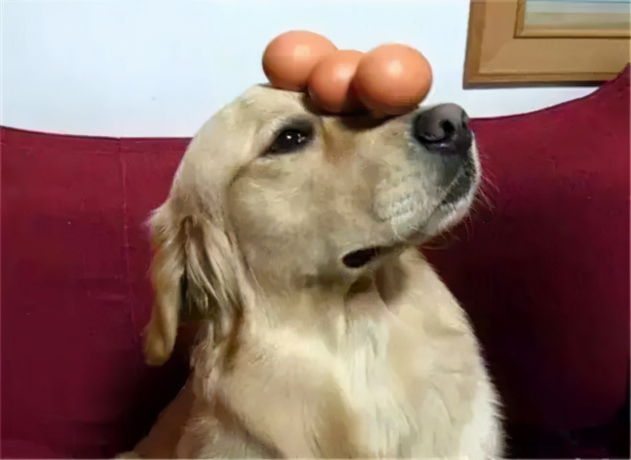 狗狗摸哪里才会让它有安全感,狗狗最喜欢主人摸它哪个部位