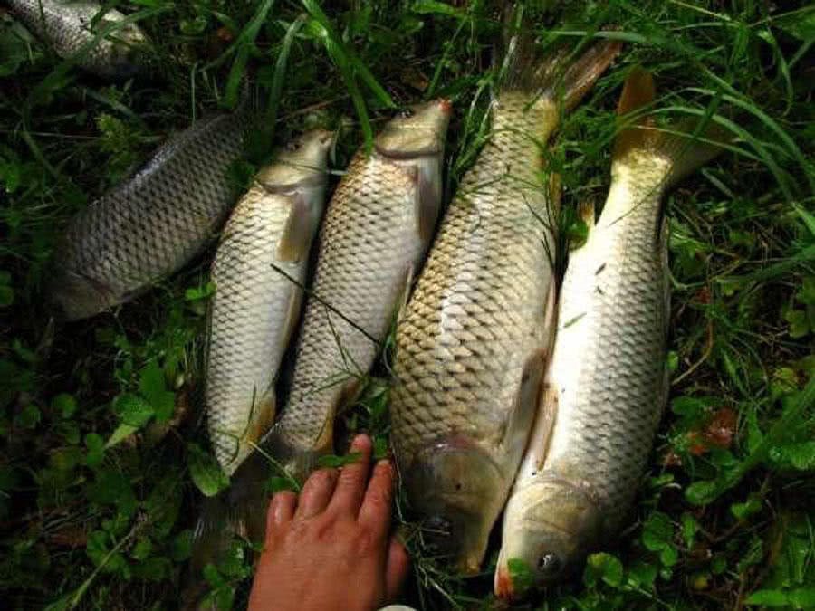 用玉米钓鱼总是空军,为什么用玉米老是钓鲤鱼