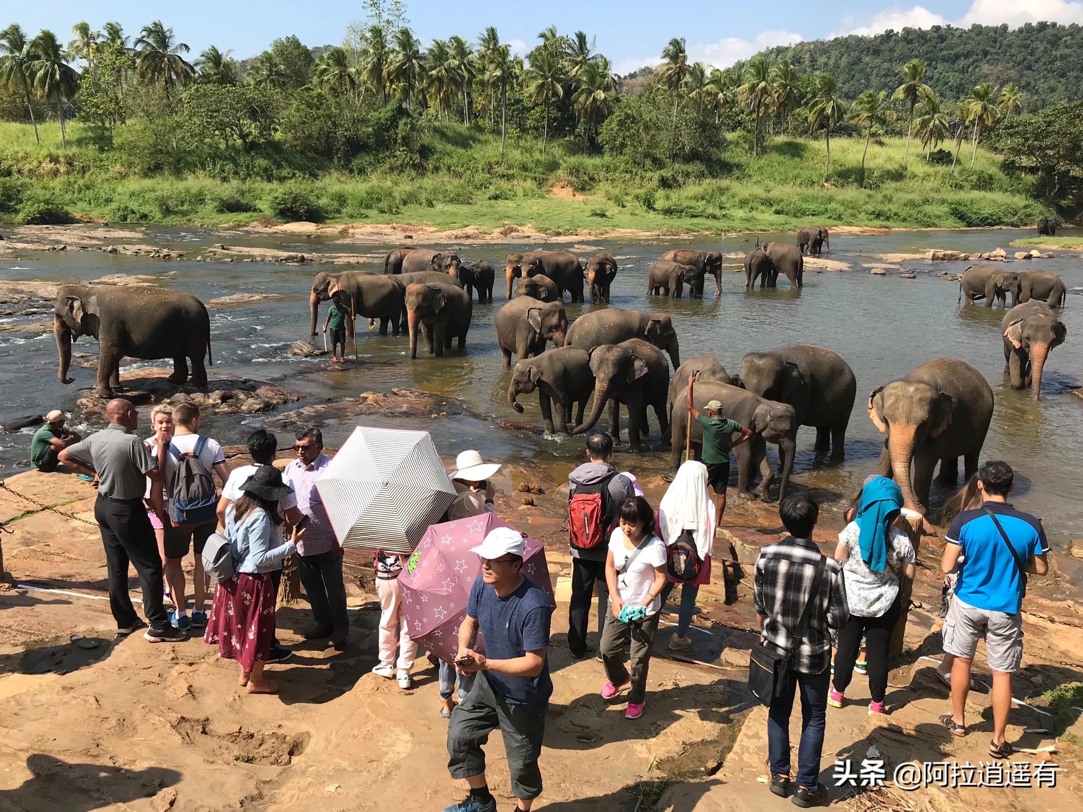 斯里兰卡大象粪便做纸,斯里兰卡大象粪便纸