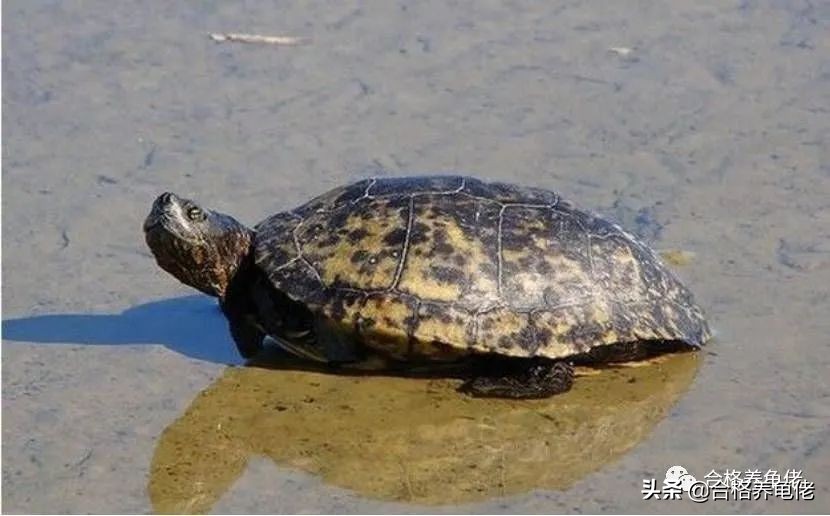 40度高温养龟怕热,养龟如何应对突然降温天气