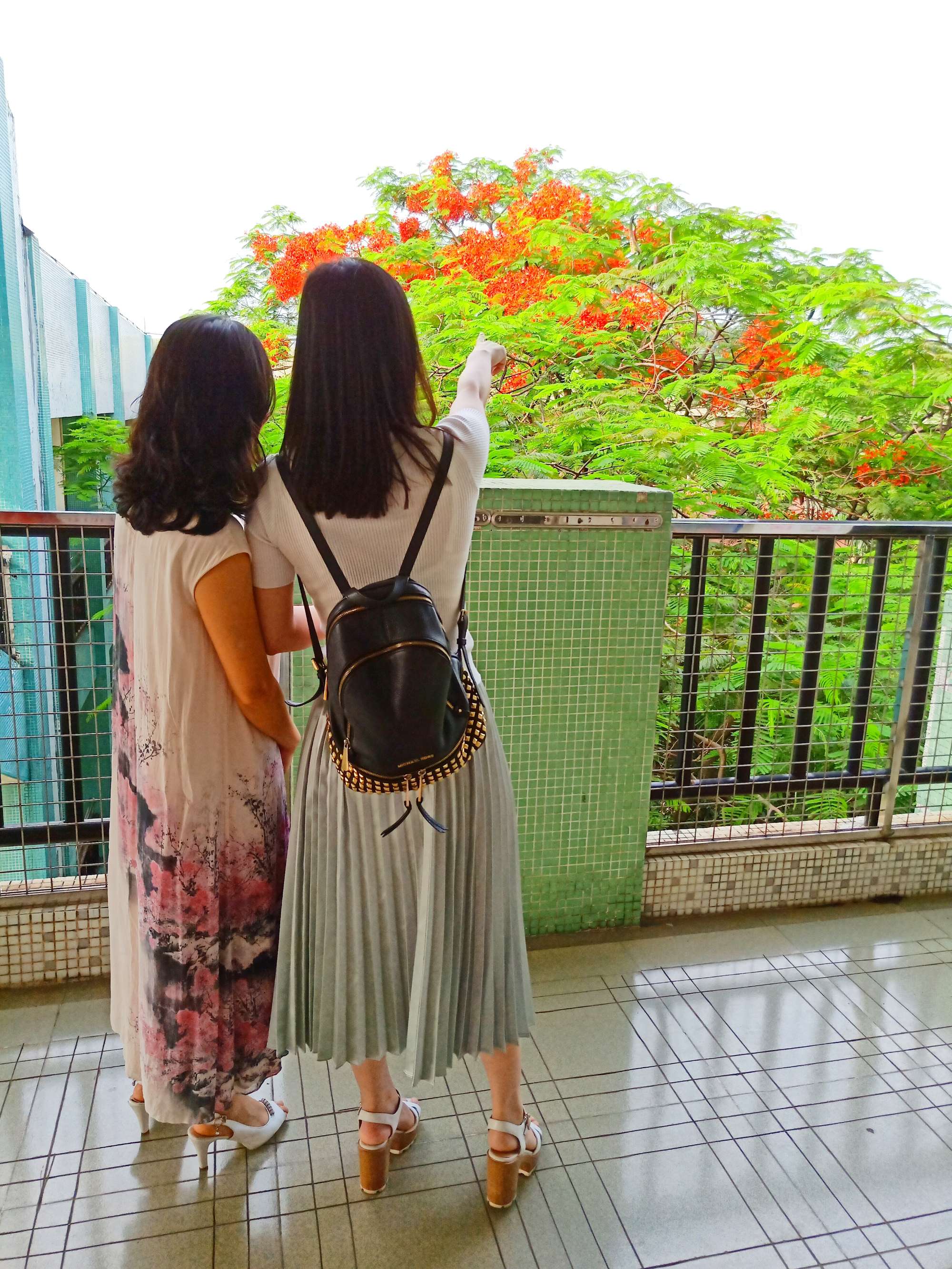 毕业季的凤凰花和栀子花,毕业季凤凰花开的时候