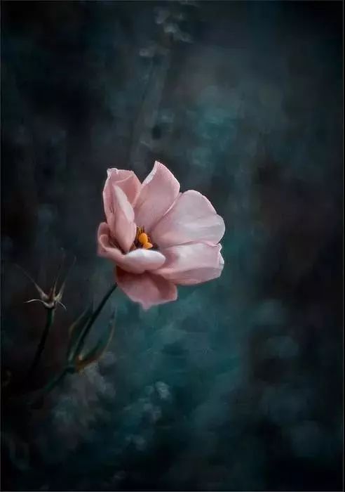 绝美花朵摄影佳作,波兰花朵摄影作品欣赏