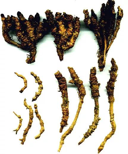 黄连是中药么,每日一味中药黄芩