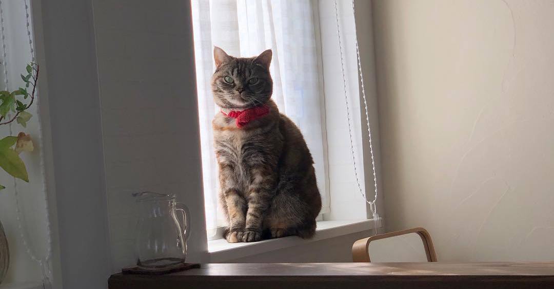 猫咪巨结肠是什么原因,猫咪巨结肠症的治疗与恢复