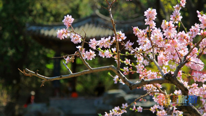 北京旅游网专访香山公园园长齐志坚、研究室主任王柯：“红绿”香山，四季皆景！