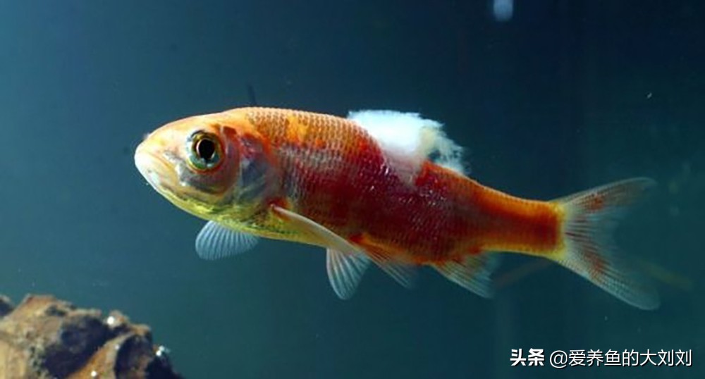 水霉病是怎么造成的,如何解决水霉病