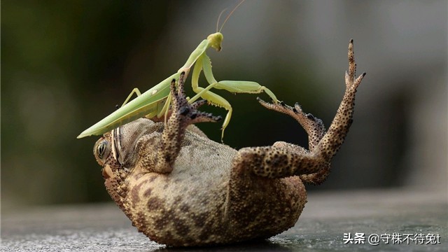 10个冷知识:用手触摸“癞蛤蟆”,手上不会起疙瘩