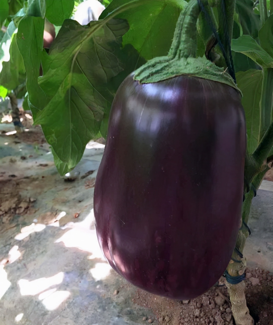 “太空作物”成员——太空茄子