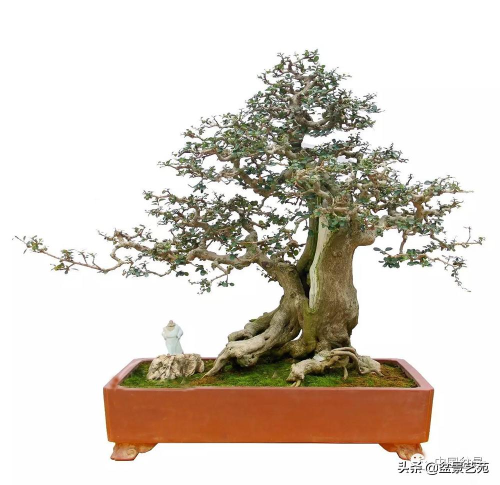 盆景不是一招一式就能完成的,盆景各有各的玩法不用攀比