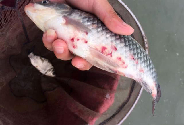 黑坑老板耍的“五个猫腻”别苦了钓鱼人