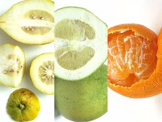 柑橘家族有哪些,柑橘家族砂糖橘