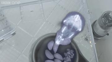 仓鼠的嘴巴到底有多大啊,仓鼠的嘴巴和舌头是怎么样的