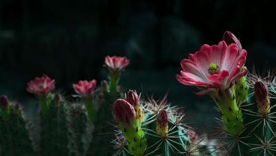 豆瓣netflix电影,bbc地球奇观纪录片