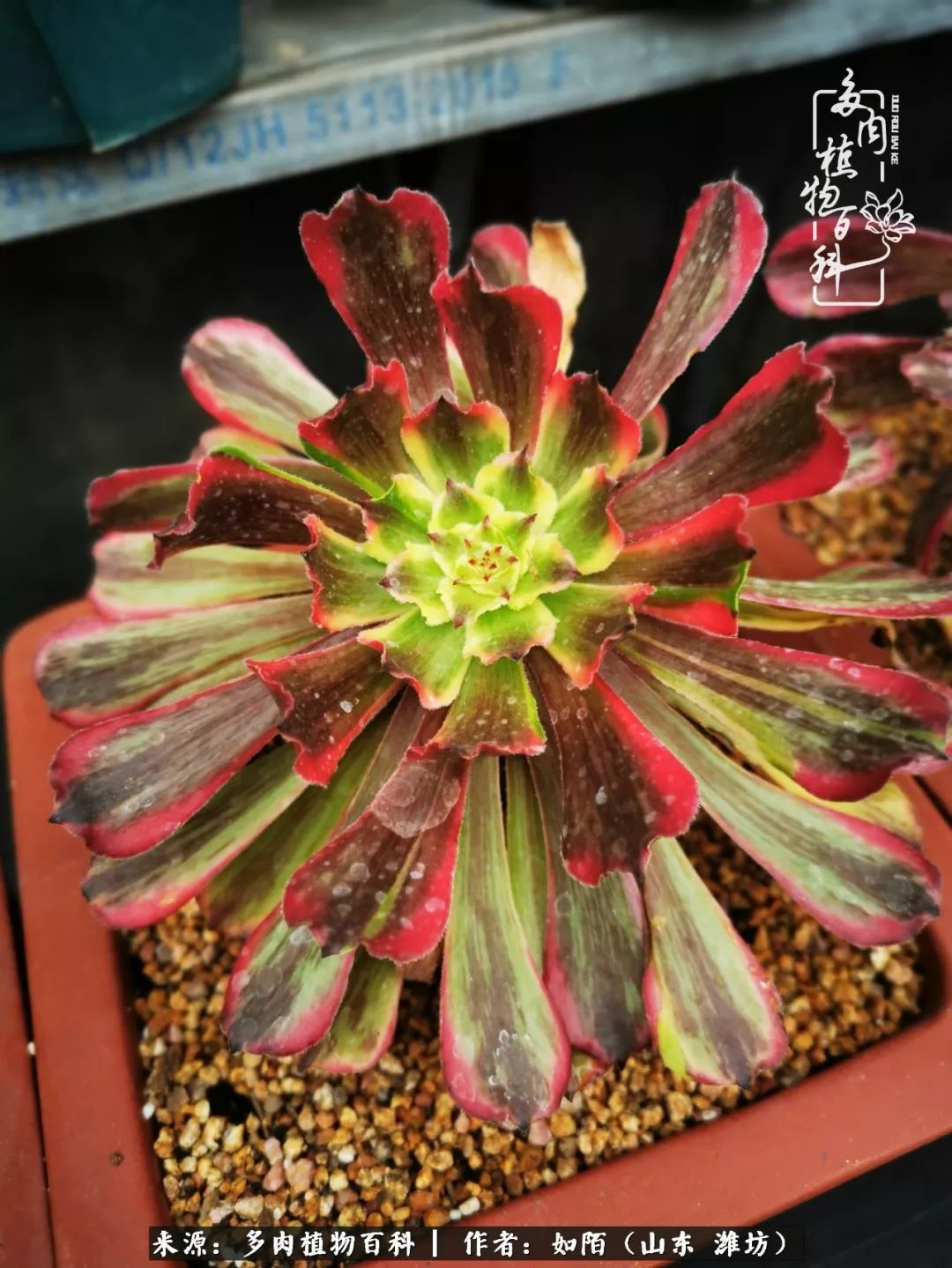 凤凰涅槃，浴火重生！多肉法师圣斗士们的秋天！（附养护经验）