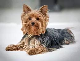 各种狗狗身价排名,各种狗的待遇对照表