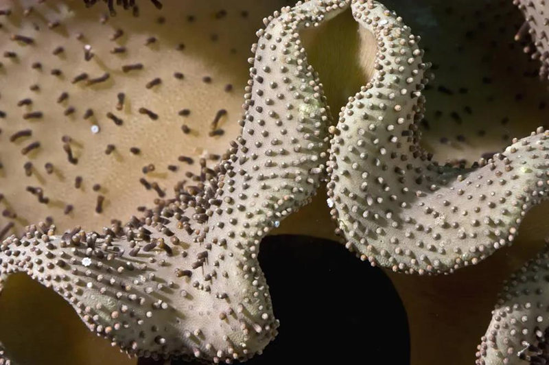 珊瑚缸正确养殖方法,珊瑚缸要怎么维持好水质