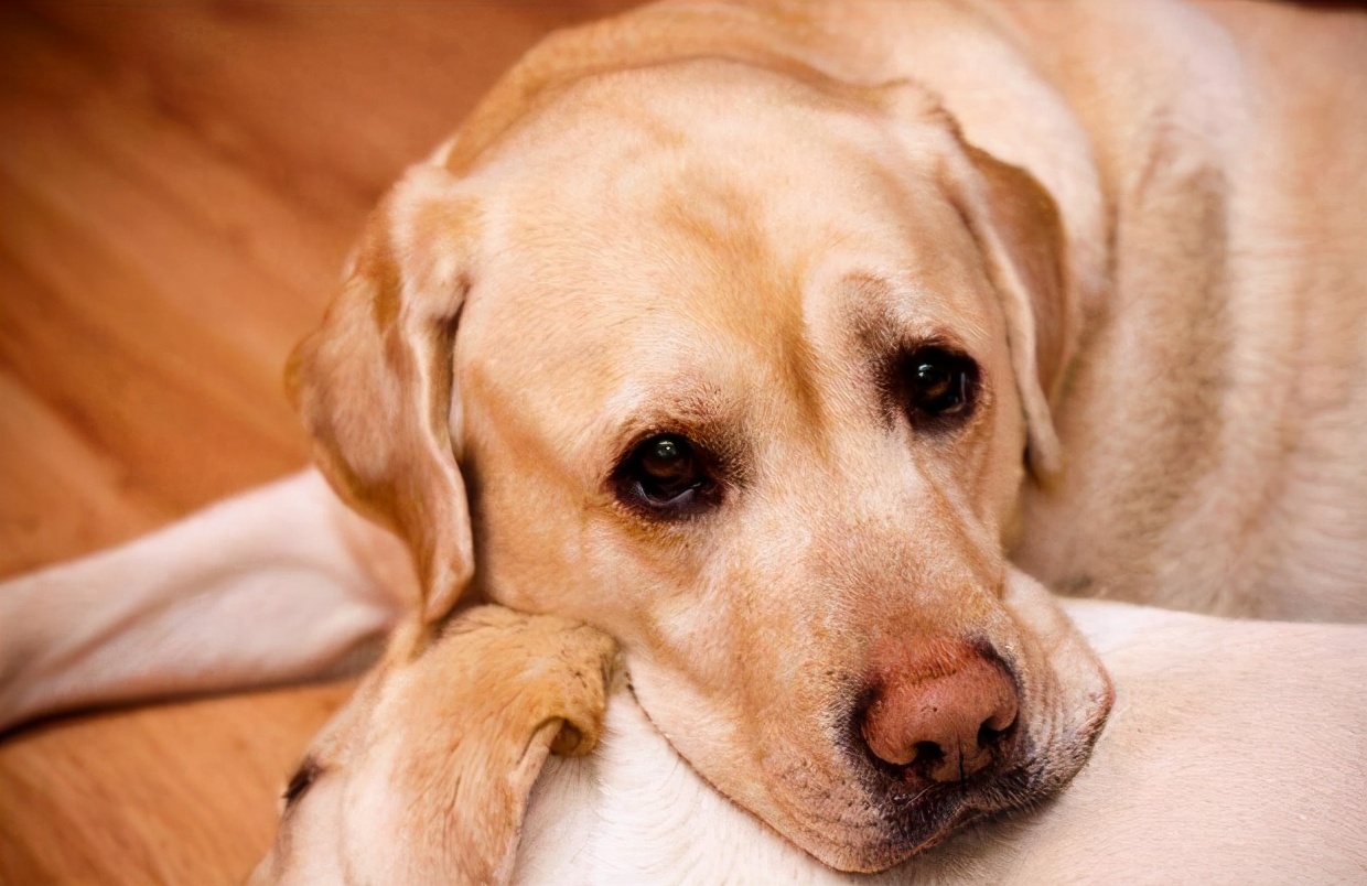 拉布拉多挑食不吃饭是不是有虫子,拉布拉多就是不吃狗粮咋办