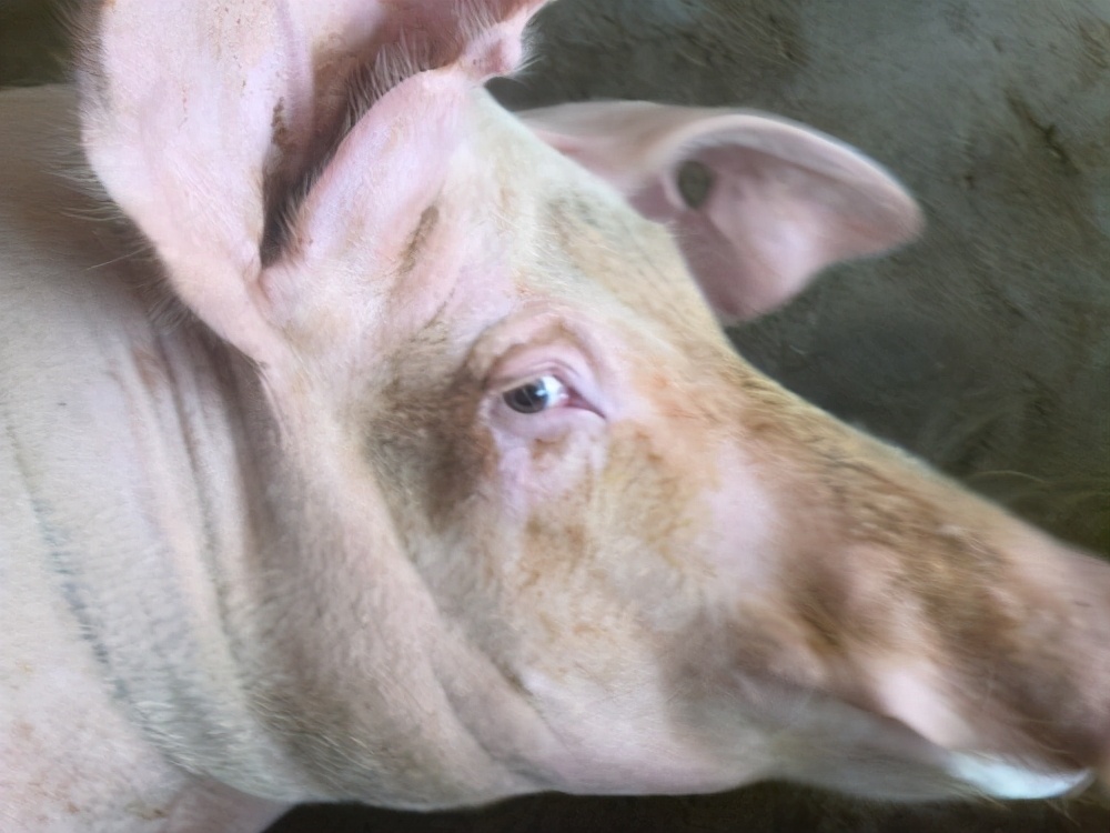 母猪产后消炎青霉素400万能用几支,母猪产后消炎用什么药合适