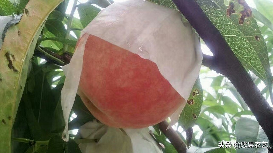 种桃树有什么讲究桃树怎么管理,桃树种植管理方法及注意事项