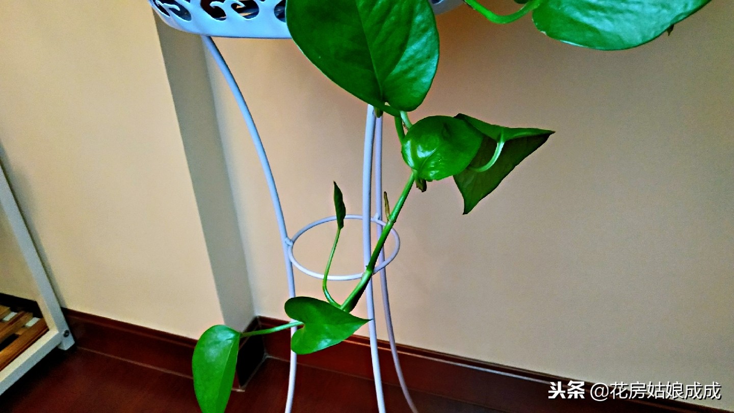 绿萝叶子稀稀拉拉,绿萝长得太长了出现黄叶怎么办