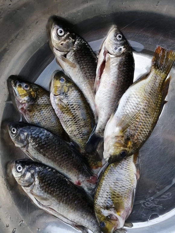 柳江河里钓到50多斤大鱼,柳江钓罗非鱼视频