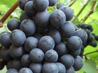 夏黑葡萄如何管理,夏黑葡萄如何上色
