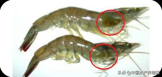 鱼病快速诊断与防病技术,鱼虾蟹病防治方法
