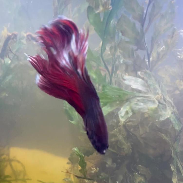 外国女子救下崩溃男子,外国女生救斗鱼