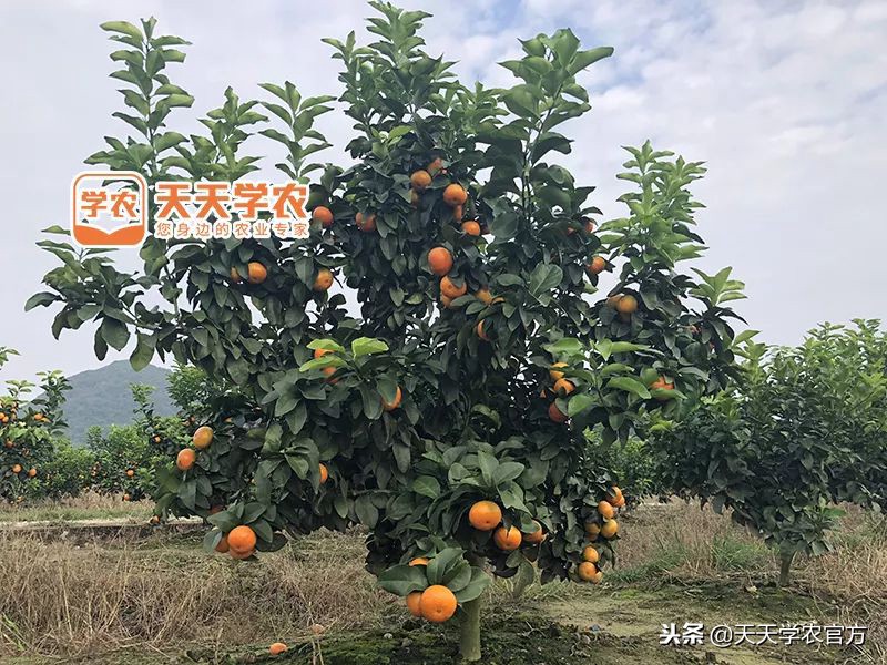 金秋砂糖桔的缺点,今年的金秋砂糖橘