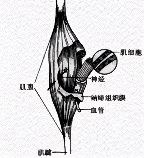 初中生物必背知识点结构图,初中生物必背知识点全解