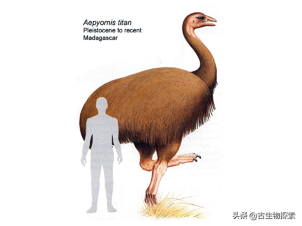 先有鸡还是先有蛋？来一节蛋蛋进化史