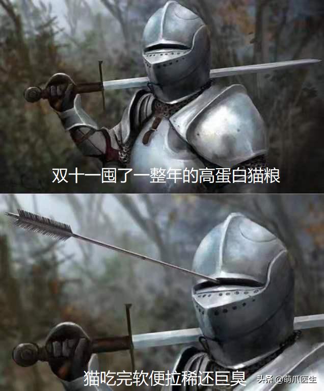 猫拉完屎还满屋疯跑？铲屎官：想当场自杀