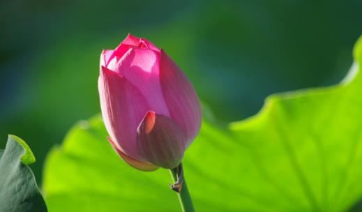 顺其自然静默安然,顺其自然安然自在