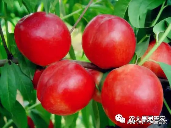 种植新品种果树苗一手货源,各种新品种果树苗木一手货源