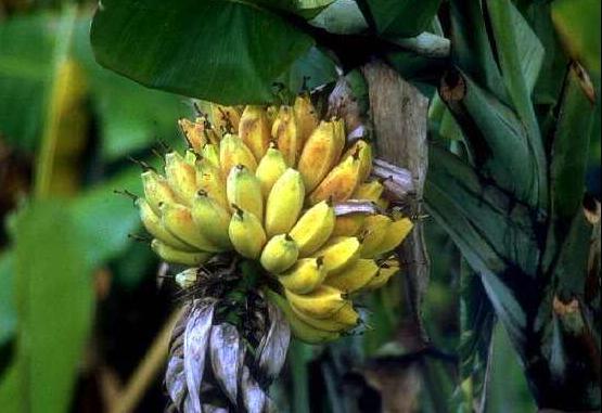 怎样预防香蕉熟后裂口,香蕉防霜冻新方法