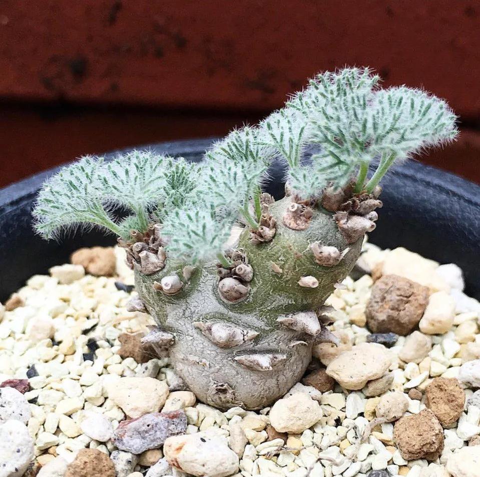 世界上最高贵最漂亮的花,世界上最名贵的花