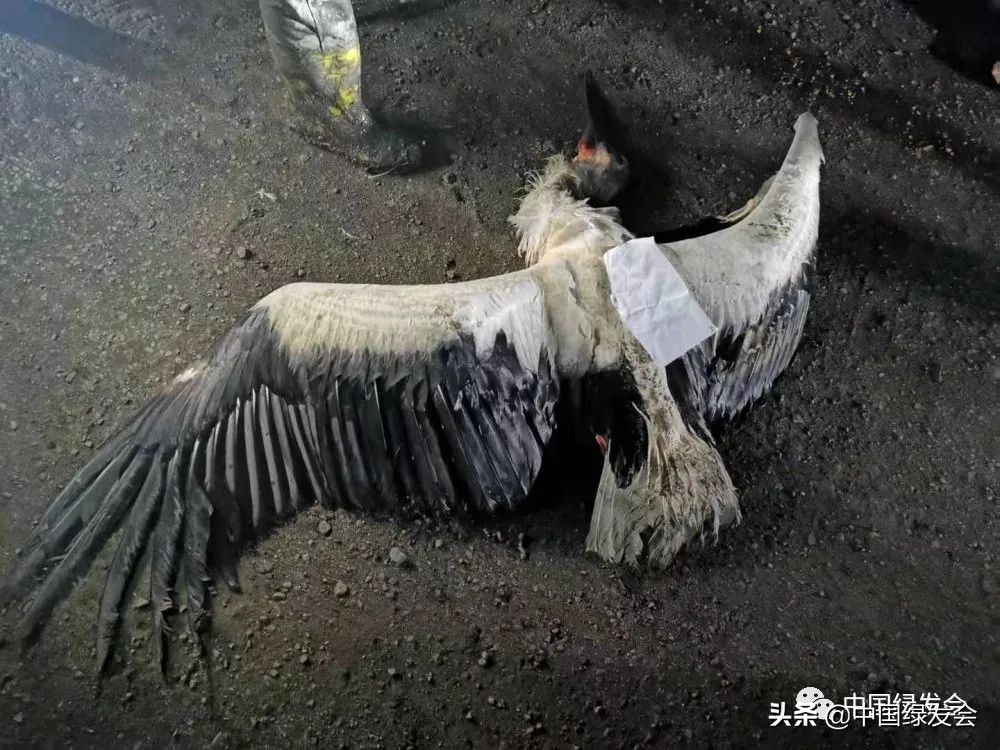 被拆湿地公园,曹妃甸湿地保护区在哪里