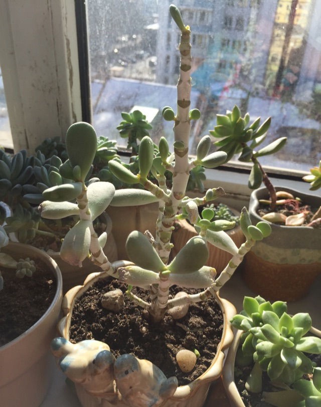 不易徒长易上色的阳台多肉,容易徒长的多肉有哪些