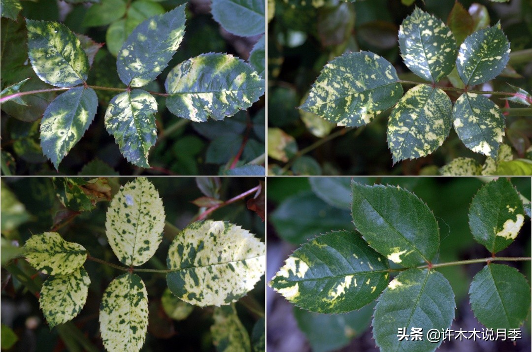 月季病害高清图,12种月季常见病害图解