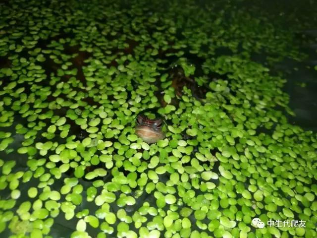 白色环境和黑色环境养出来的龟,古法养龟环境布置