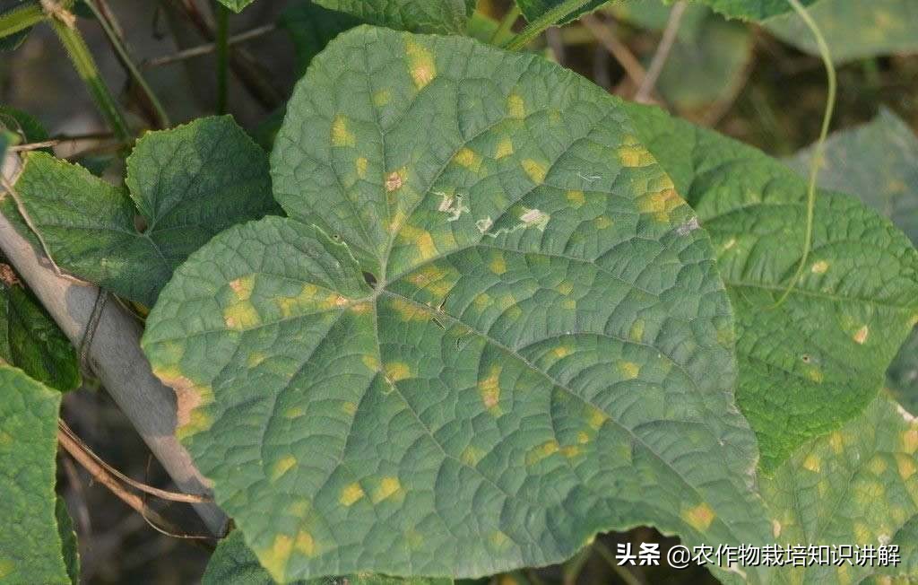 黄瓜角斑病非常严重怎么办,黄瓜细菌性角斑病