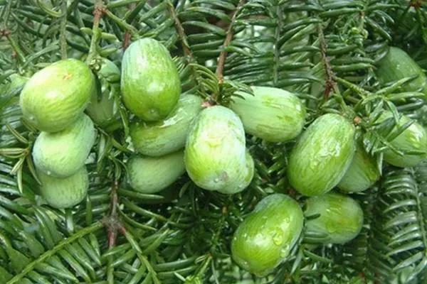 花生腰果哪个好,腰果巴旦木坚果