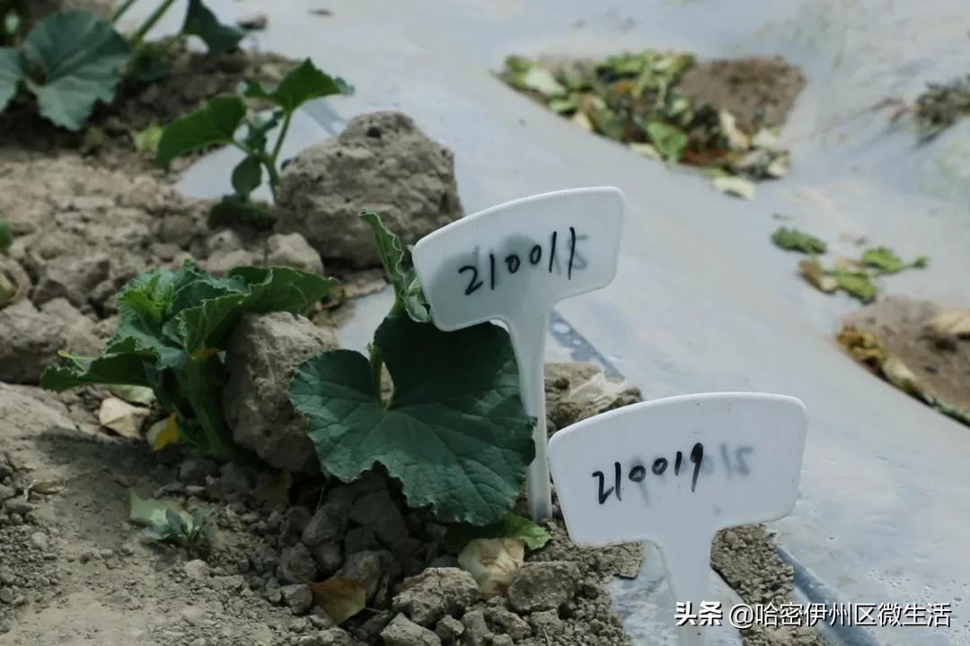 哈密市伊吾县淖毛湖镇,新疆淖毛湖晚熟哈密瓜