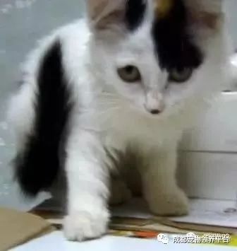 谁说土猫无名猫？快来围观古代猫谱，你家有没有镇宅神兽！